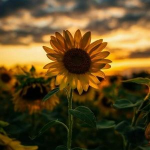 Meet your Posher, Abbey